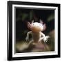 Axolotl (Siredon - Ambystoma Mexicanum) Albino, Captive-Jane Burton-Framed Photographic Print