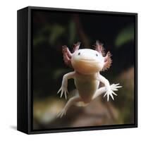 Axolotl (Siredon - Ambystoma Mexicanum) Albino, Captive-Jane Burton-Framed Stretched Canvas