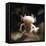 Axolotl (Siredon - Ambystoma Mexicanum) Albino, Captive-Jane Burton-Framed Stretched Canvas