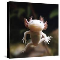 Axolotl (Siredon - Ambystoma Mexicanum) Albino, Captive-Jane Burton-Stretched Canvas