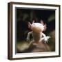 Axolotl (Siredon - Ambystoma Mexicanum) Albino, Captive-Jane Burton-Framed Photographic Print