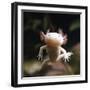 Axolotl (Siredon - Ambystoma Mexicanum) Albino, Captive-Jane Burton-Framed Photographic Print