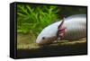 Axolotl-null-Framed Stretched Canvas