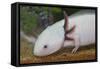 Axolotl-null-Framed Stretched Canvas