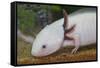 Axolotl-null-Framed Stretched Canvas