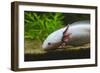 Axolotl-null-Framed Photographic Print