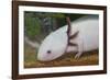 Axolotl-null-Framed Photographic Print