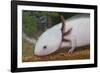 Axolotl-null-Framed Photographic Print