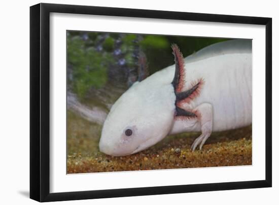 Axolotl-null-Framed Photographic Print