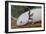 Axolotl-null-Framed Photographic Print