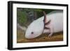 Axolotl-null-Framed Photographic Print