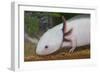 Axolotl-null-Framed Photographic Print