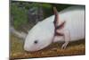 Axolotl-null-Mounted Photographic Print