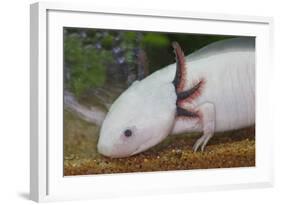 Axolotl-null-Framed Photographic Print