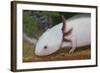 Axolotl-null-Framed Photographic Print