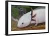 Axolotl-null-Framed Photographic Print