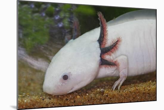 Axolotl-null-Mounted Photographic Print