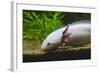 Axolotl-null-Framed Photographic Print