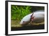 Axolotl-null-Framed Photographic Print