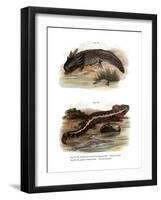 Axolotl-null-Framed Giclee Print