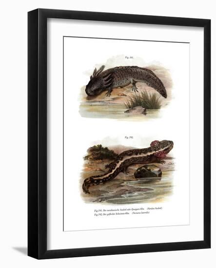 Axolotl-null-Framed Giclee Print