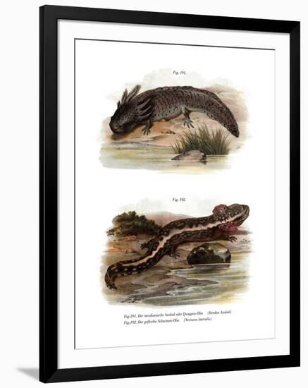 Axolotl-null-Framed Giclee Print