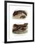 Axolotl-null-Framed Giclee Print