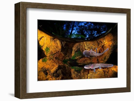 Axototl swimming in pond at night, reflected, Mexico-Alejandro Prieto-Framed Photographic Print