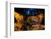 Axototl swimming in pond at night, reflected, Mexico-Alejandro Prieto-Framed Photographic Print