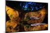 Axototl swimming in pond at night, reflected, Mexico-Alejandro Prieto-Mounted Photographic Print