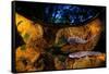 Axototl swimming in pond at night, reflected, Mexico-Alejandro Prieto-Framed Stretched Canvas