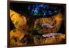 Axototl swimming in pond at night, reflected, Mexico-Alejandro Prieto-Framed Photographic Print