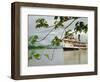 Ayapua Riverboat Making Way Up Amazon River at End of Earthwatch Expedition to Lago Preto, Peru-Paul Harris-Framed Photographic Print