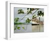 Ayapua Riverboat Making Way Up Amazon River at End of Earthwatch Expedition to Lago Preto, Peru-Paul Harris-Framed Photographic Print