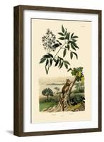 Aye-Aye, 1833-39-null-Framed Giclee Print