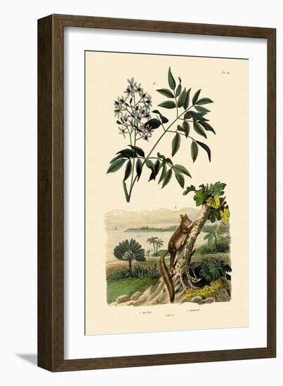 Aye-Aye, 1833-39-null-Framed Giclee Print