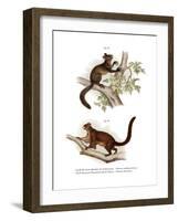 Aye-Aye, 1860-null-Framed Giclee Print