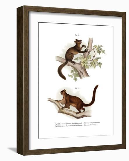 Aye-Aye, 1860-null-Framed Giclee Print