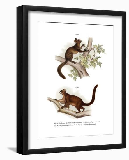 Aye-Aye, 1860-null-Framed Giclee Print