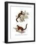 Aye-Aye, 1860-null-Framed Giclee Print