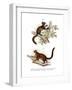 Aye-Aye, 1860-null-Framed Giclee Print