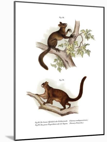 Aye-Aye, 1860-null-Mounted Giclee Print