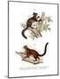 Aye-Aye, 1860-null-Mounted Giclee Print