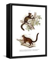 Aye-Aye, 1860-null-Framed Stretched Canvas