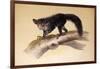 Aye-Aye, 1861-Joseph Wolf-Framed Giclee Print