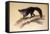 Aye-Aye, 1861-Joseph Wolf-Framed Stretched Canvas