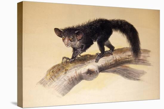 Aye-Aye, 1861-Joseph Wolf-Stretched Canvas