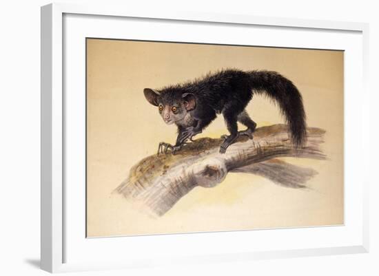 Aye-Aye, 1861-Joseph Wolf-Framed Giclee Print