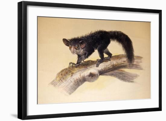 Aye-Aye, 1861-Joseph Wolf-Framed Giclee Print