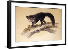 Aye-Aye, 1861-Joseph Wolf-Framed Giclee Print